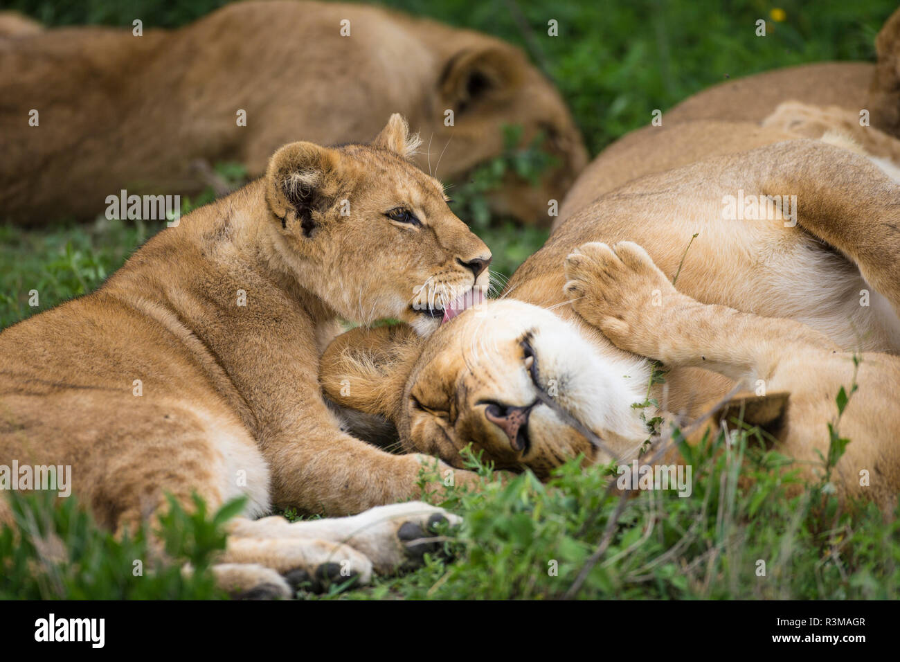 Afrika. Tansania. Afrikanische Löwen (Panthera leo) bei Ndutu, Serengeti National Park. Stockfoto