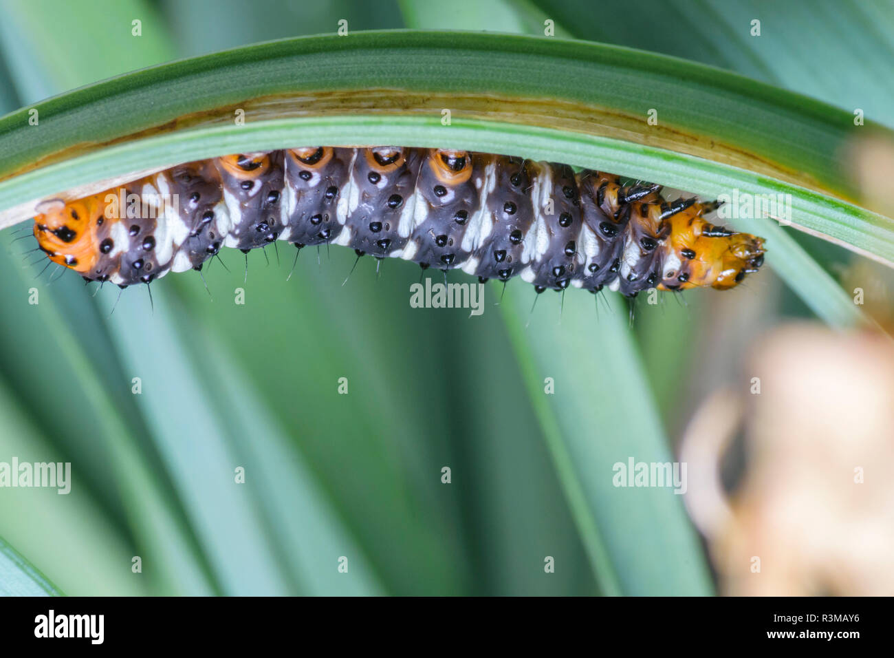 Makro- und Nahaufnahmen von einem schwarz und orange Caterpillar ruht auf einem grünen Gras Blatt. Stockfoto