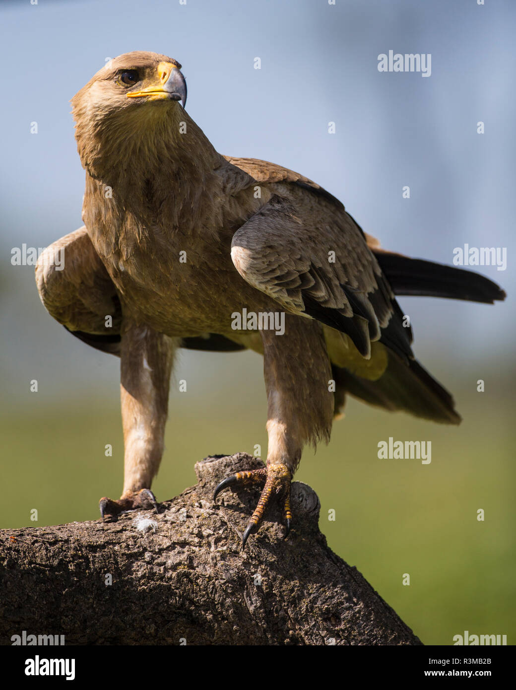 Afrika. Tansania. Steppe Eagle (Aquila nipalensis orientalis) bei Ndutu, Serengeti National Park. Stockfoto