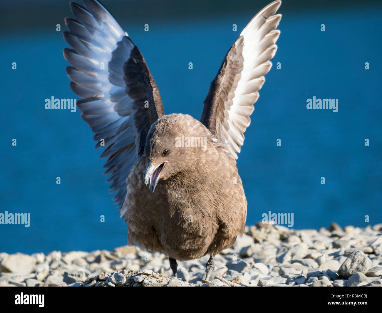 Braune Skua (Eulen lonnbergi) auf Südgeorgien, typische Bedrohung angezeigt. Stockfoto