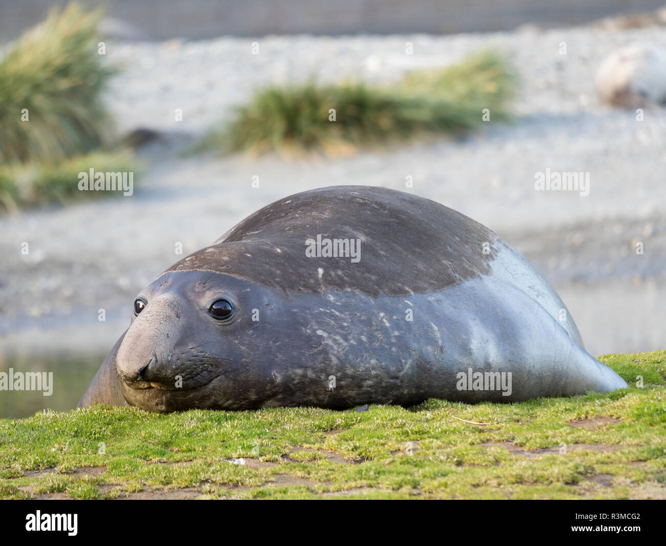 Südlicher See-Elefant (Mirounga leonina leonina) Stier am Strand. Stockfoto