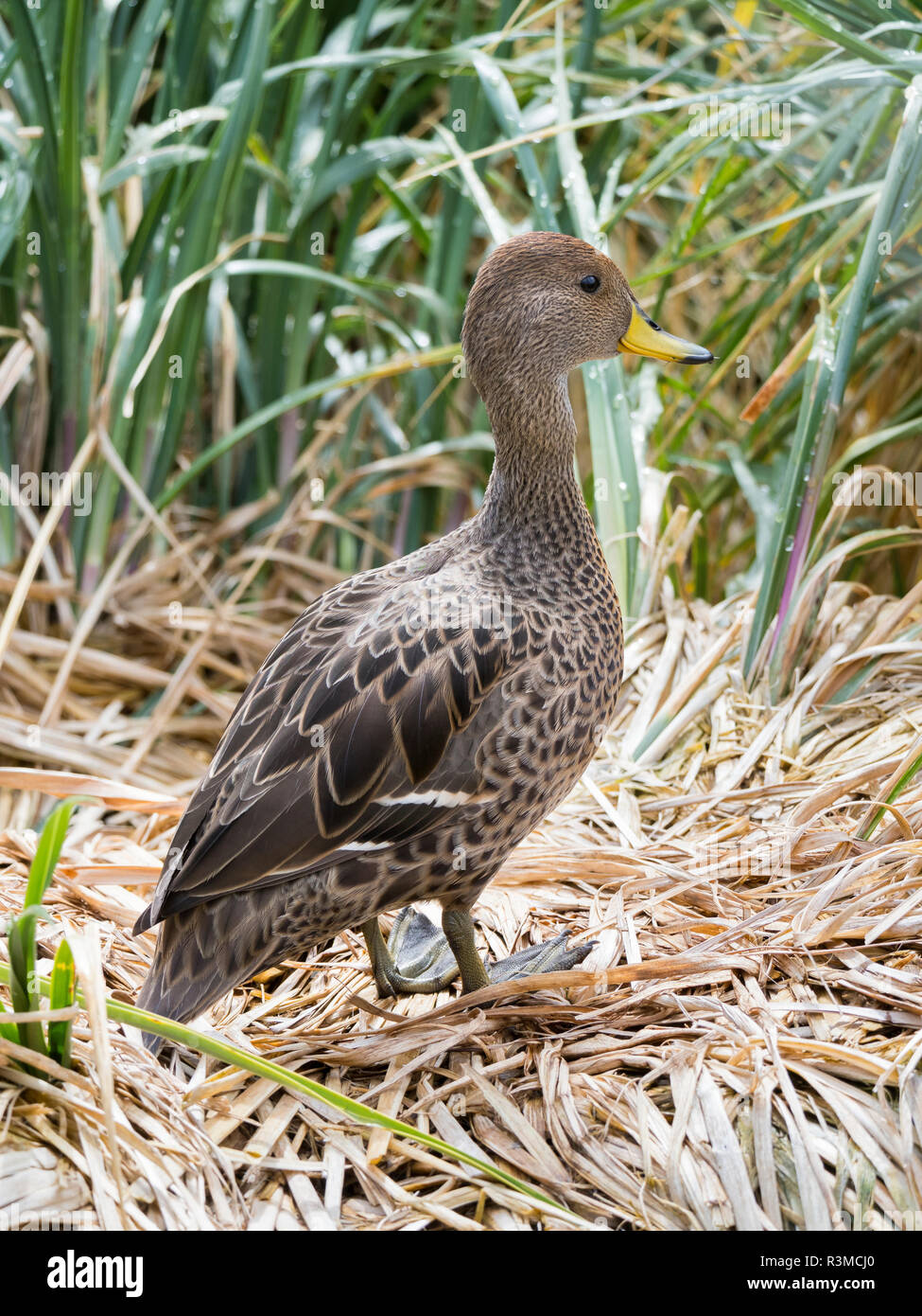 Yellow-billed Pintail (Anas georgica georgica) eine Art endemisch auf South Georgia Island, im typischen Tussock Lebensraum. Stockfoto