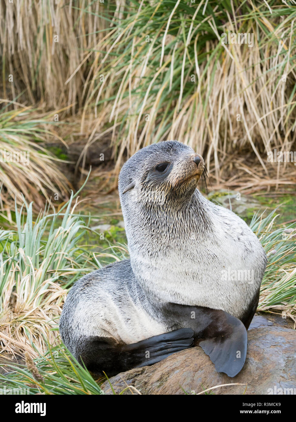 Antarktis Fell Dichtung (Arctocephalus gazella) im typischen Tussock Gras. South Georgia Island Stockfoto