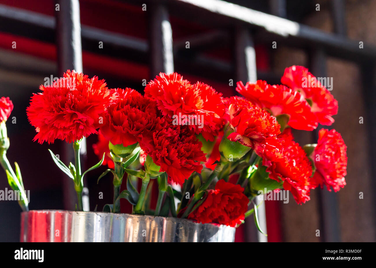 Nahaufnahme eines silbernen Metall Eimer rote Rosen. Stockfoto
