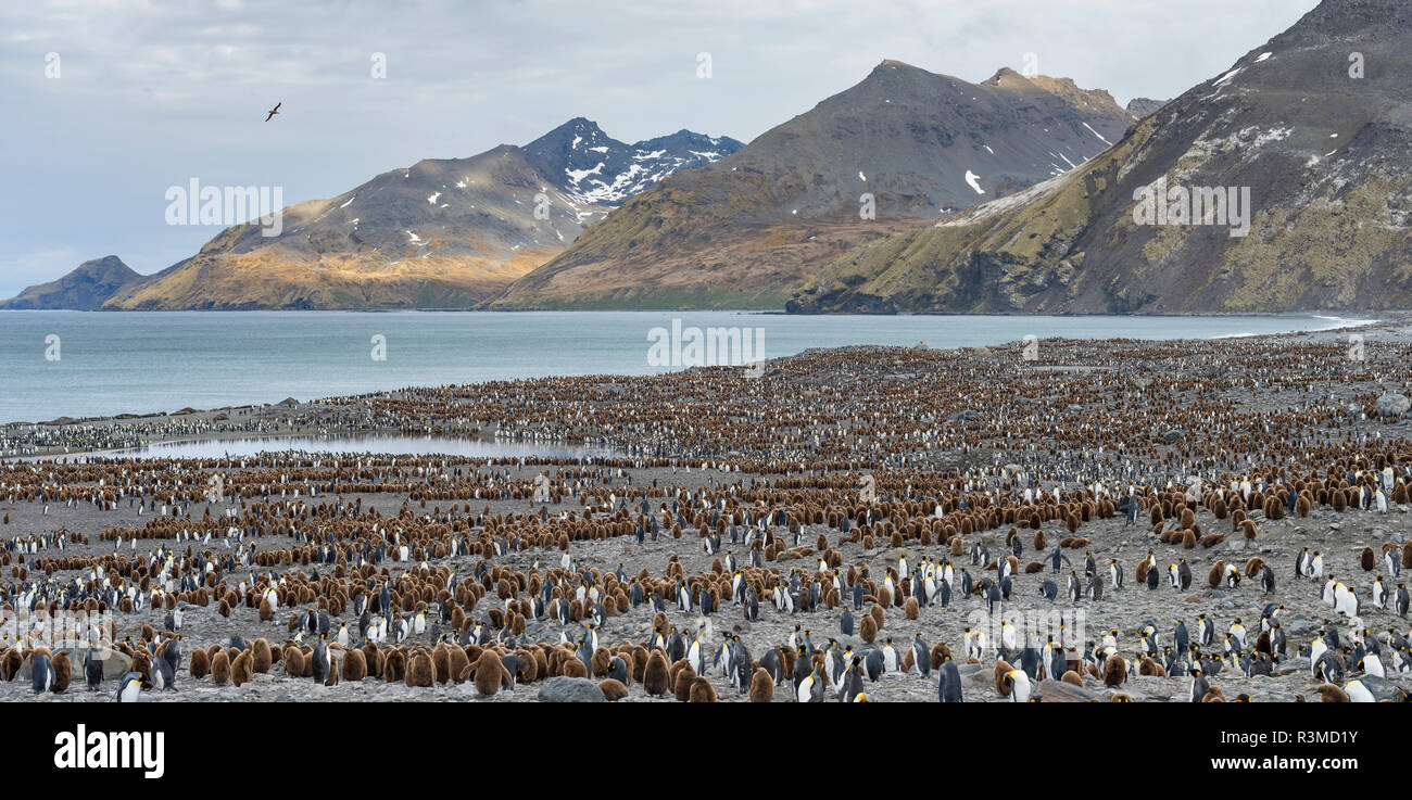 Königspinguin (Aptenodytes patagonicus) Rookery in St. Andrews Bay. South Georgia Island Stockfoto