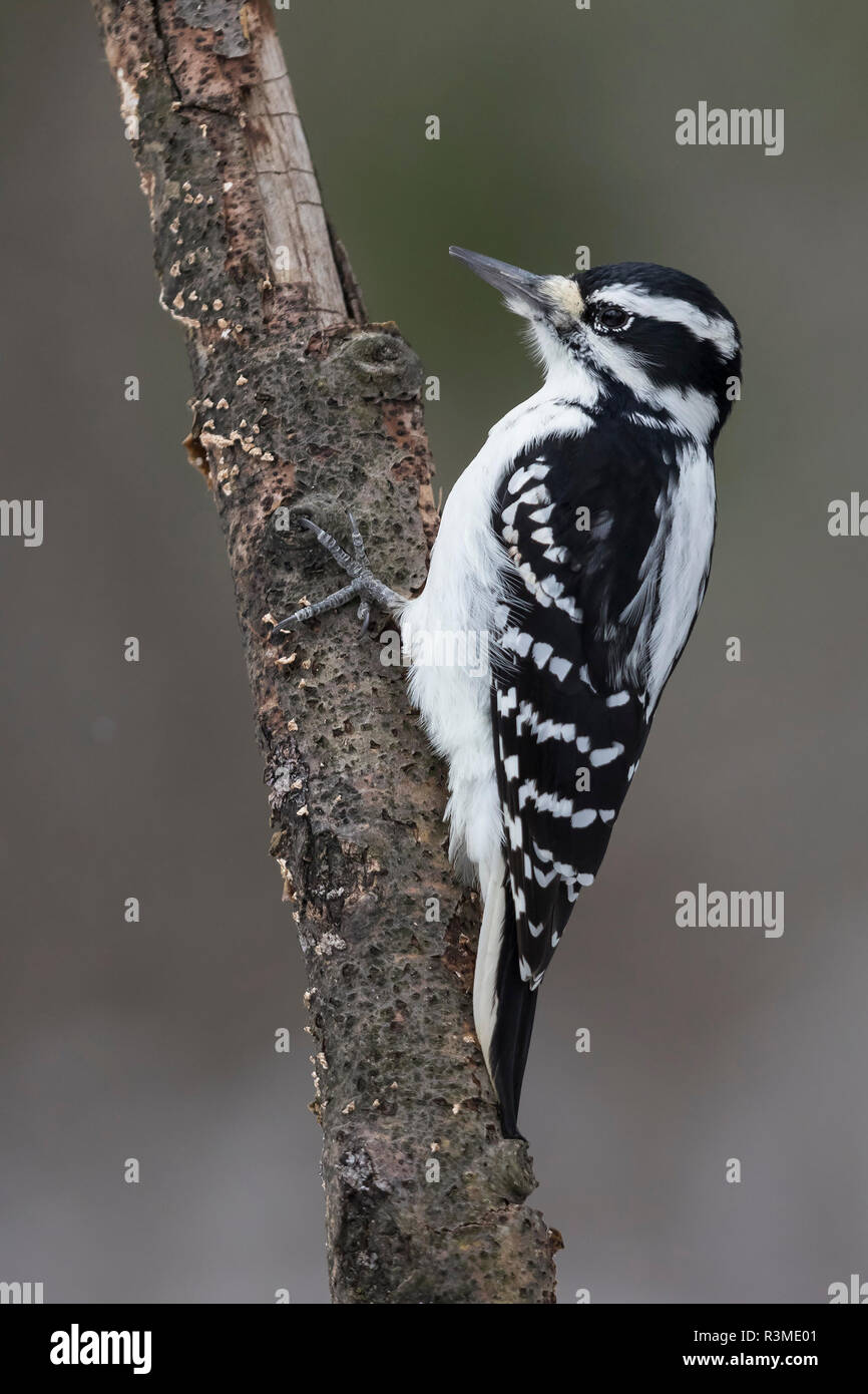 Weibliche Downy Woodpecker (Picoides pubescens) Nahrungssuche auf einem toten Baum - Ontario, Kanada Stockfoto