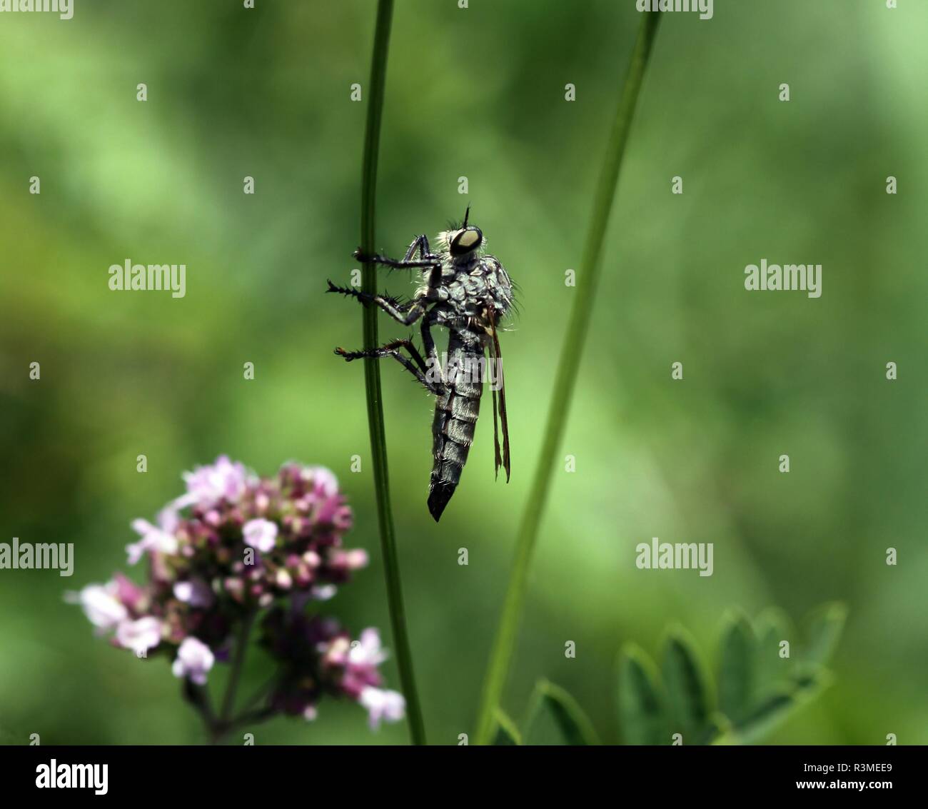 Barbarossafliege eutolmus rufibarbis Stockfoto