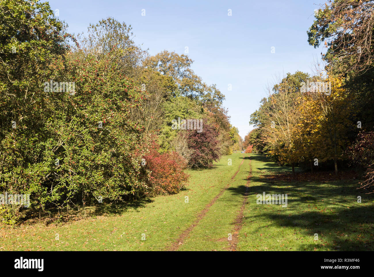 Pfad durch National Arboretum, Westonbirt Arboretum, Gloucestershire, England, Großbritannien Stockfoto