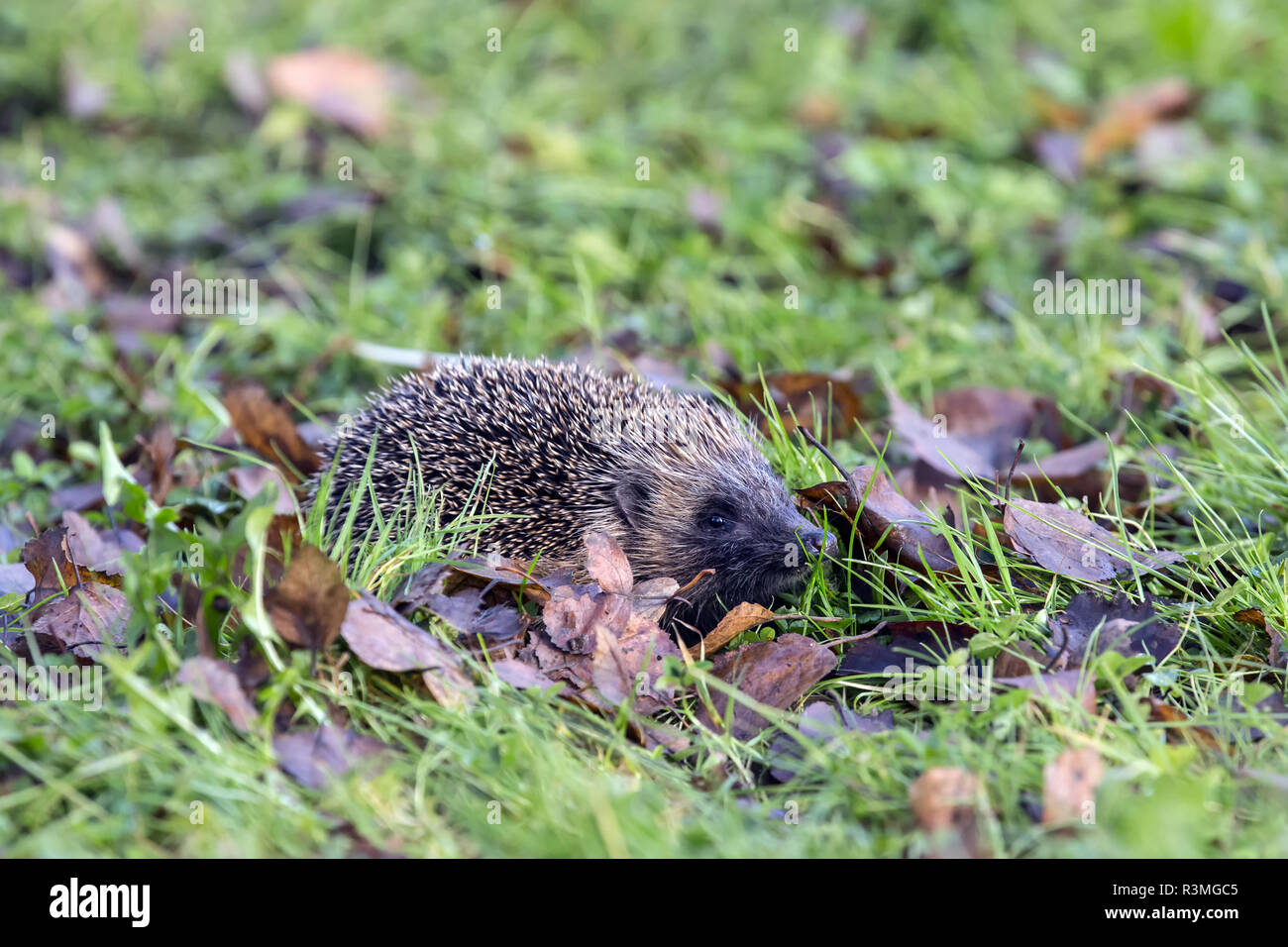 Europäischer igel im herbstlaub Fotos und Bildmaterial in hoher