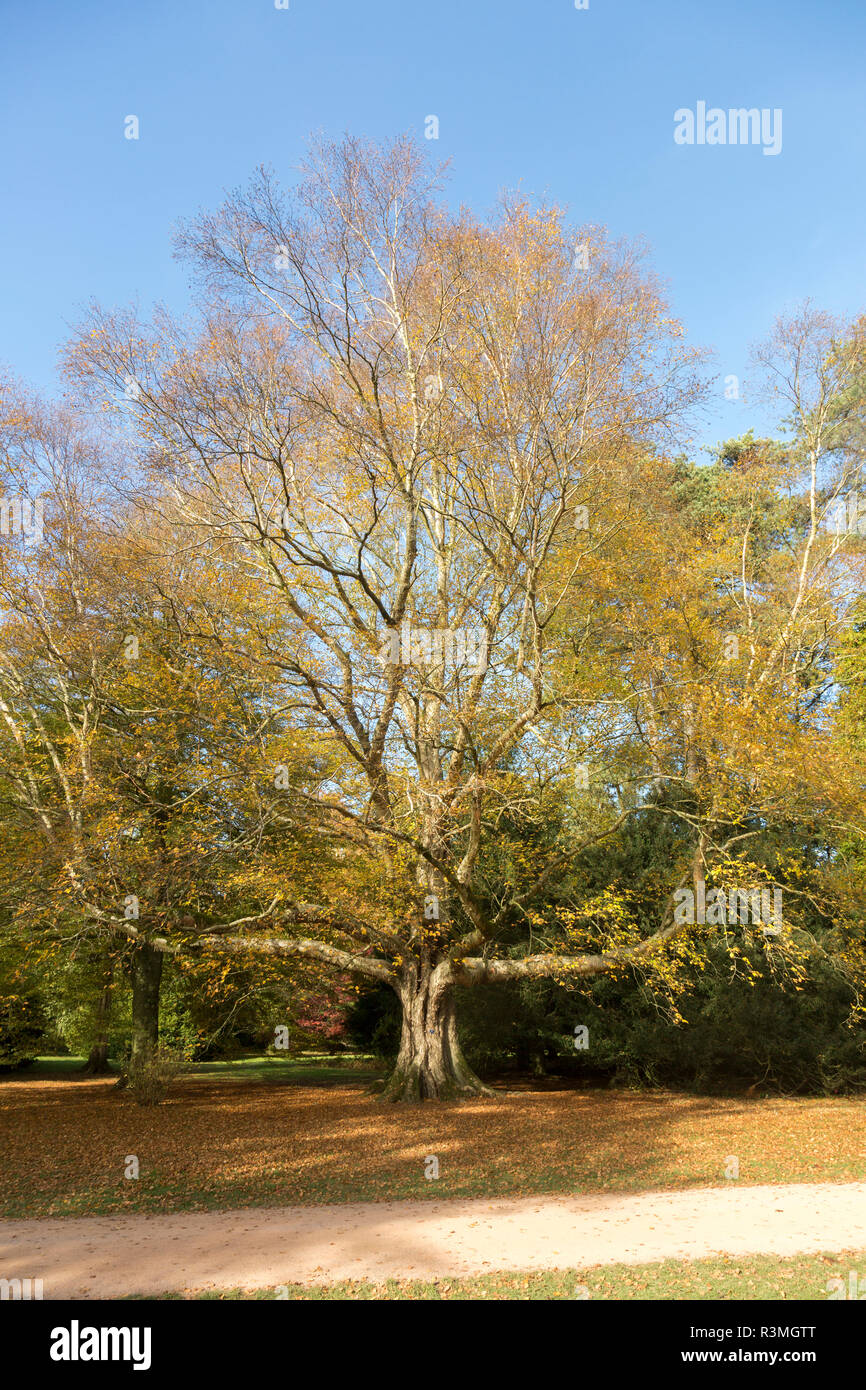 Erman Birke, Betula costata x pubescens, National Arboretum, Westonbirt Arboretum, Gloucestershire, England, Großbritannien Stockfoto