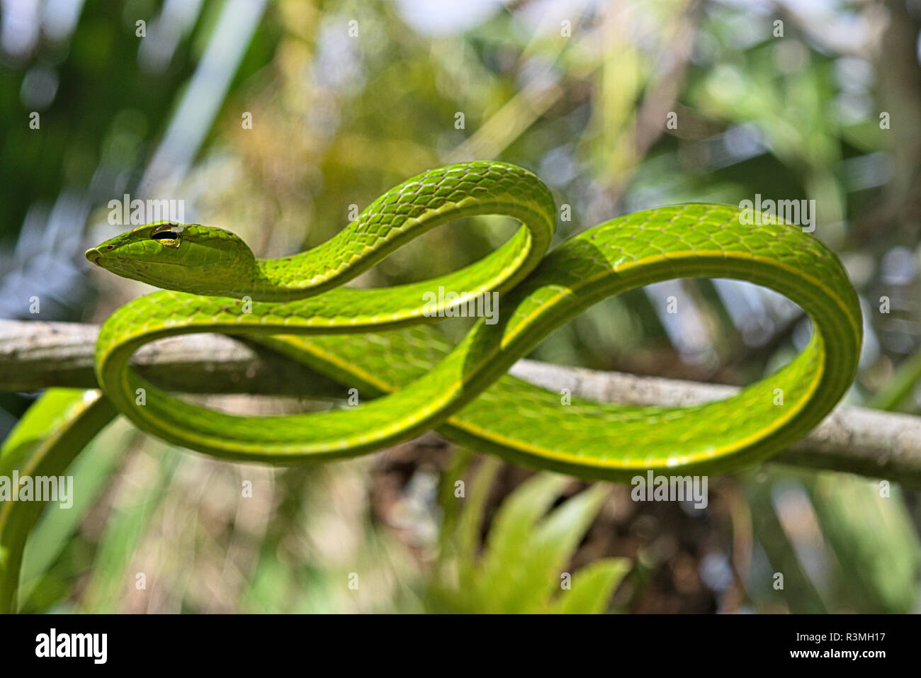 Snake (Ahaetulla prasina Reben), Amurang, Nord Sulawesi. Indonesien. Stockfoto
