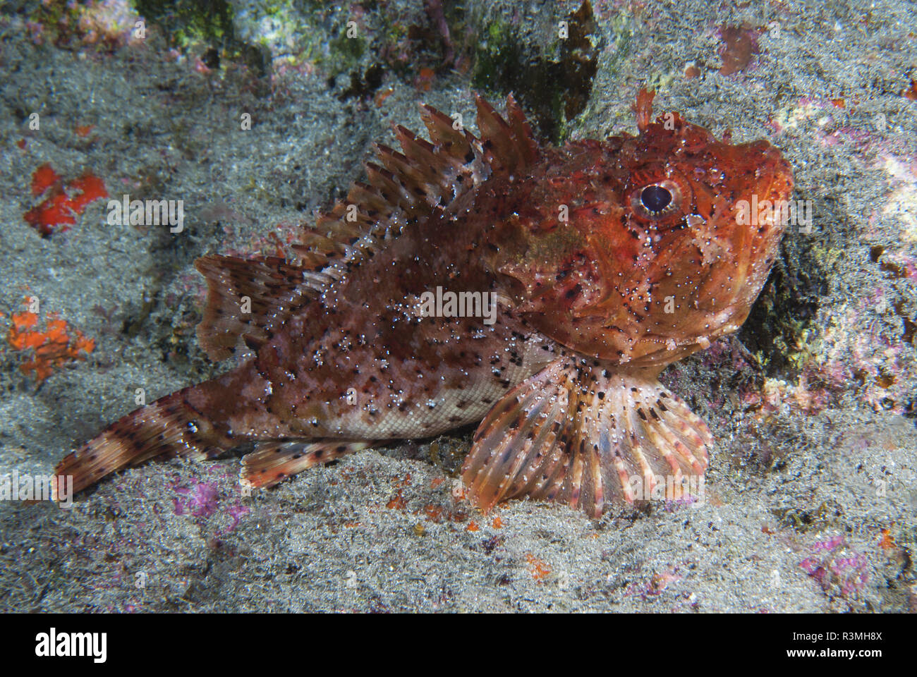 Braun Skorpionfische (Scorpaena Porcus), Teneriffa, Fische der Kanarischen Inseln. Stockfoto