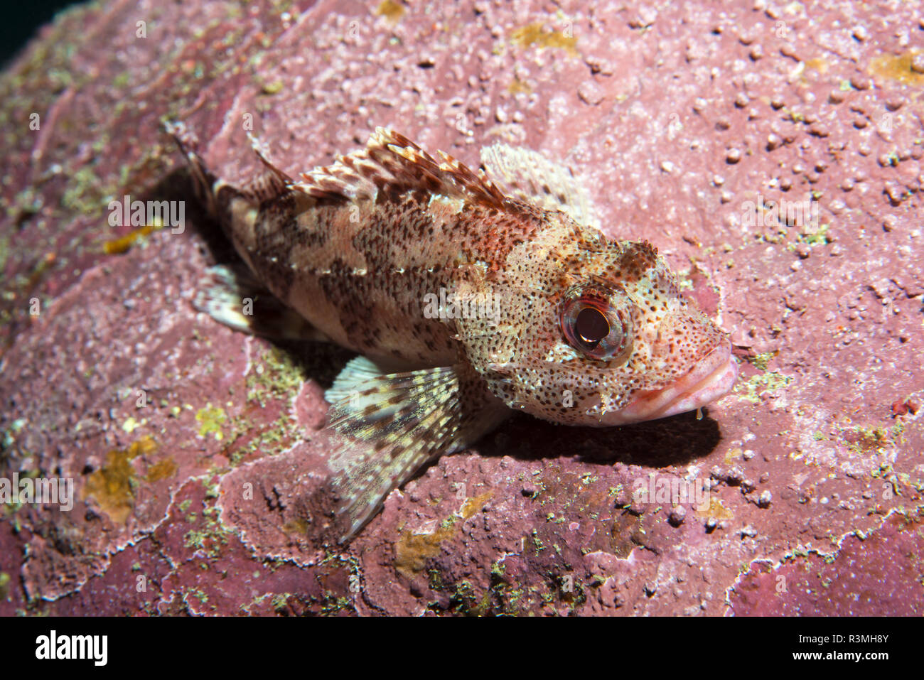 Skorpionfische (Scorpaena maderensis), Teneriffa, Fische der Kanarischen Inseln. Stockfoto