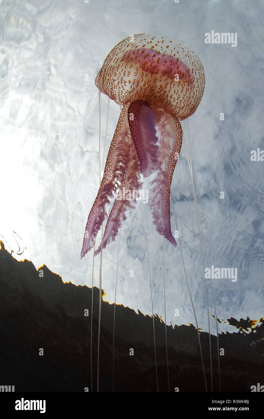 Quallen (Pelagia noctiluca), Teneriffa, wirbellose Meerestiere der Kanarischen Inseln. Stockfoto