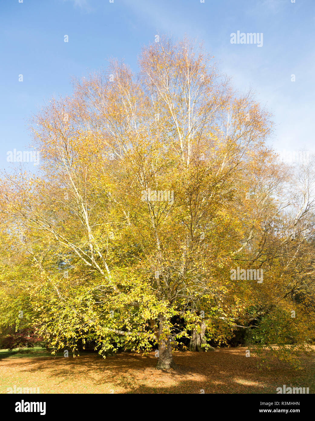 Erman Birke, Betula costata x pubescens, National Arboretum, Westonbirt Arboretum, Gloucestershire, England, Großbritannien Stockfoto