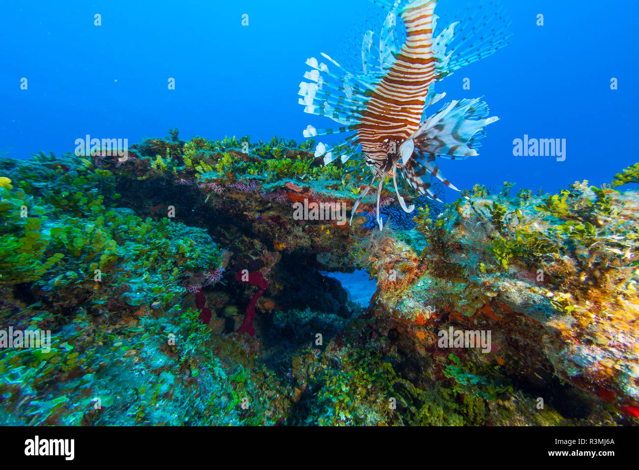 Invasive Arten, Indo-pazifischer Rotfeuerfisch (Pterois volitans) West Sand Ridge, Bahamas Bank in der Nähe von Grand Bahama, Karibik Stockfoto