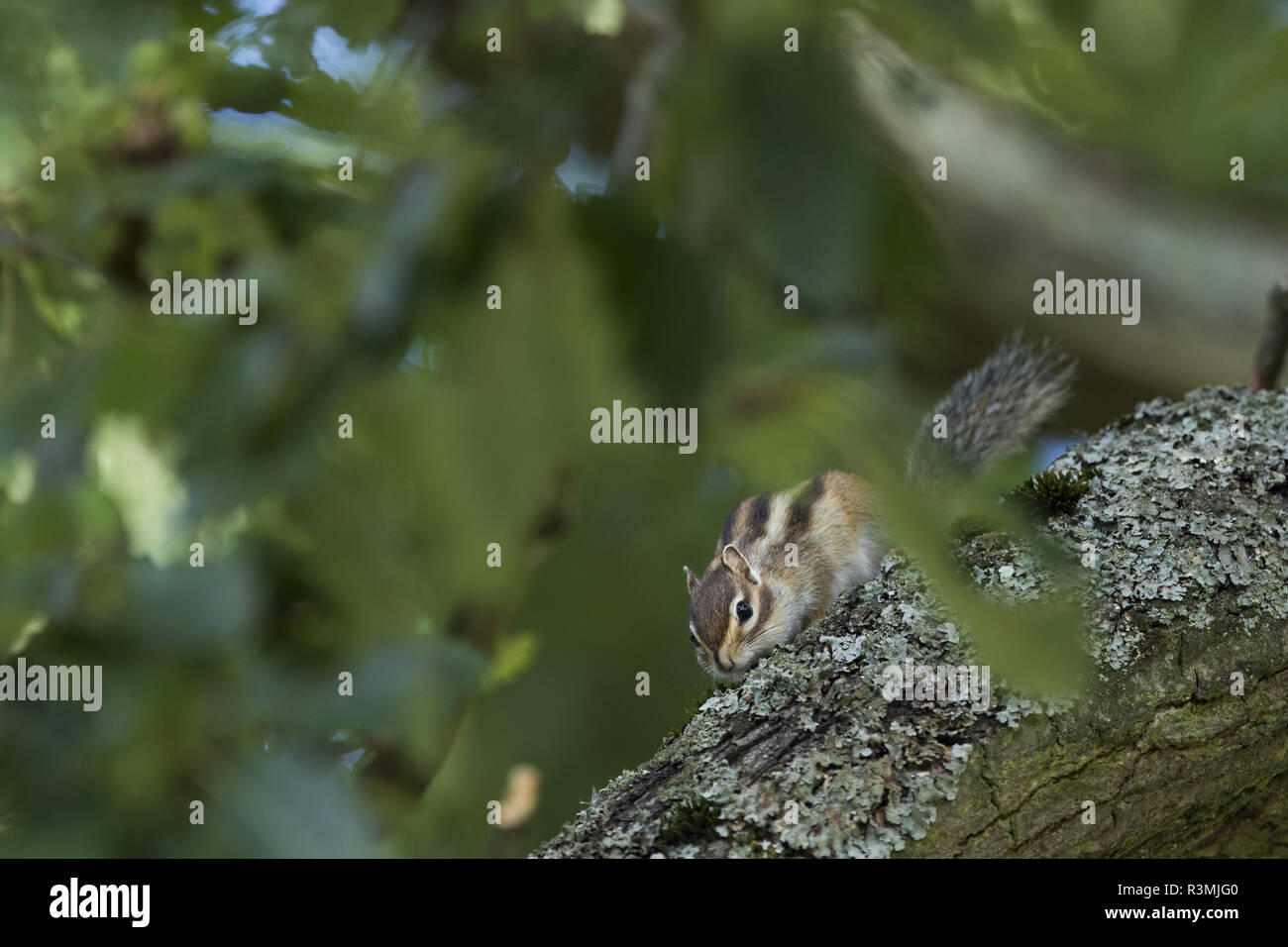 Sibirische Streifenhörnchen (Tamias sibiricus) eingeführten Arten, Paris Umgebung Frankreich Stockfoto