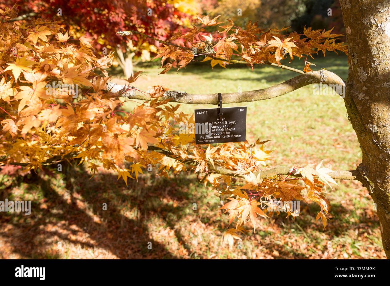 Baumarten Kennschild, National Arboretum, Westonbirt Arboretum, UK-Coral Rinde Ahorn japanischen Ahorn, der ango Kaku' Stockfoto