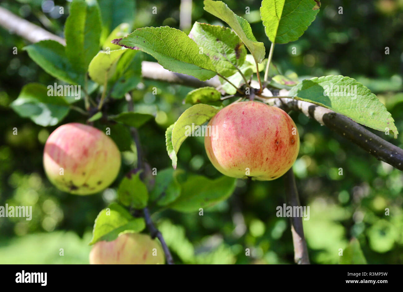 Apfelbäume altes land Fotos und Bildmaterial in hoher Auflösung Alamy