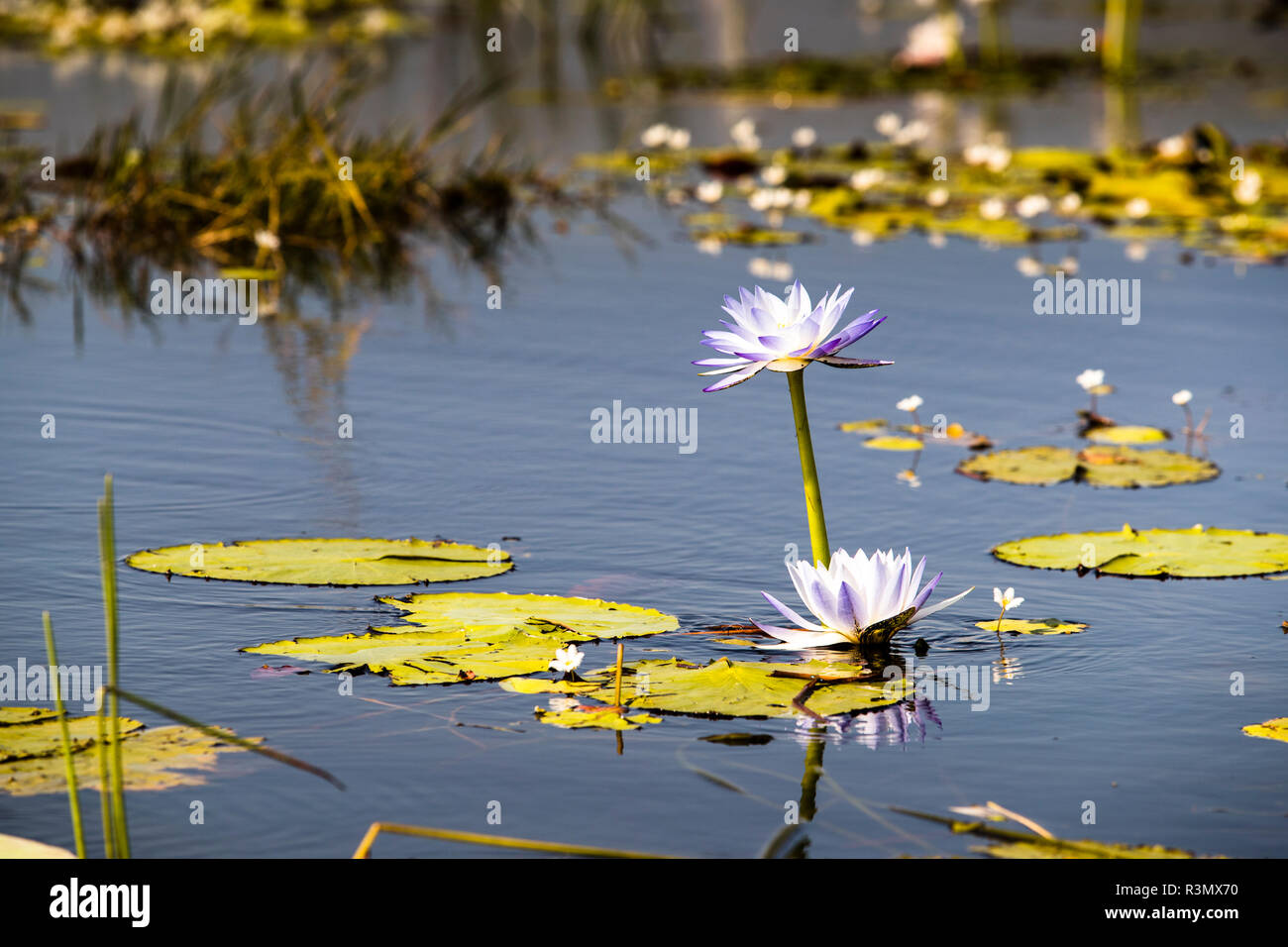 Waterliliy in Bamurru Plains Lodge, Northern Territory, Australien Stockfoto