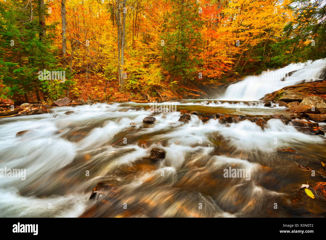 Kanada, Ontario, Rosseau. Skelett Fluss in der Brüterei fällt im Herbst. Stockfoto