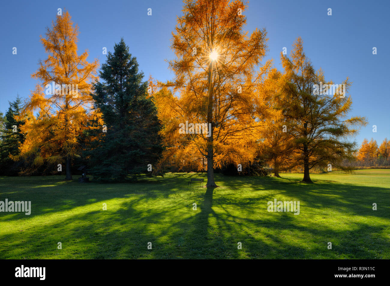 Kanada, Ontario, Thunder Bay. Östlichen Lärchen im Herbst Laub. Stockfoto