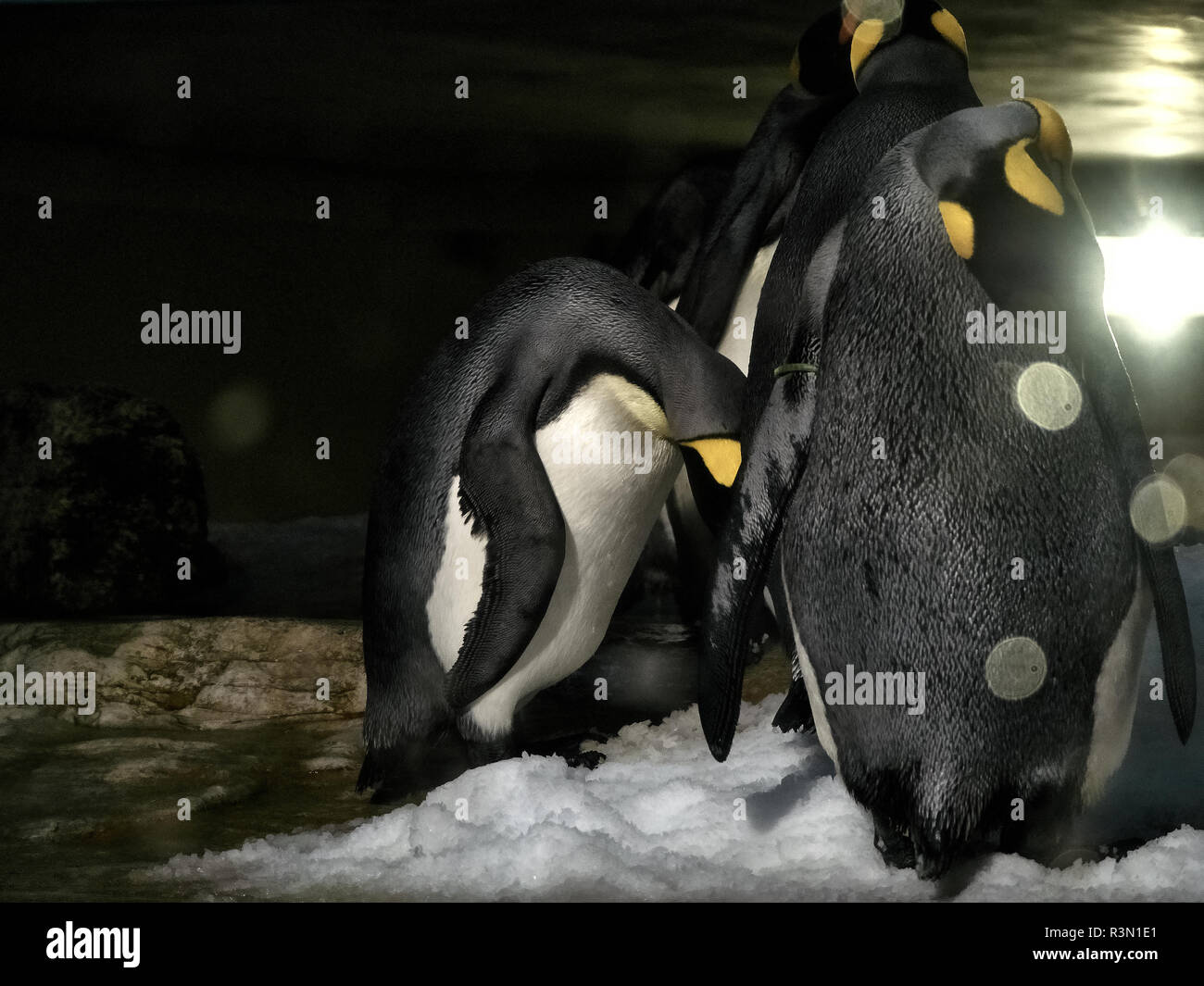 Nahaufnahme von einer Gruppe der Pinguine Stockfoto