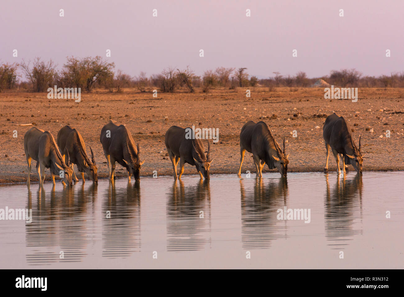 Herde von gemeinsamen Elenantilope (taurotragus Oryx) Trinken an den Sonnenuntergang, Etosha National Park, Namibia Stockfoto
