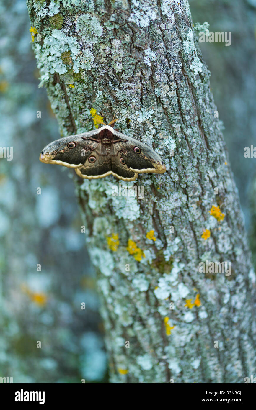 Riesige peacock Motte (Saturnia Pyri) (Saturnia Pyri), auch genannt der