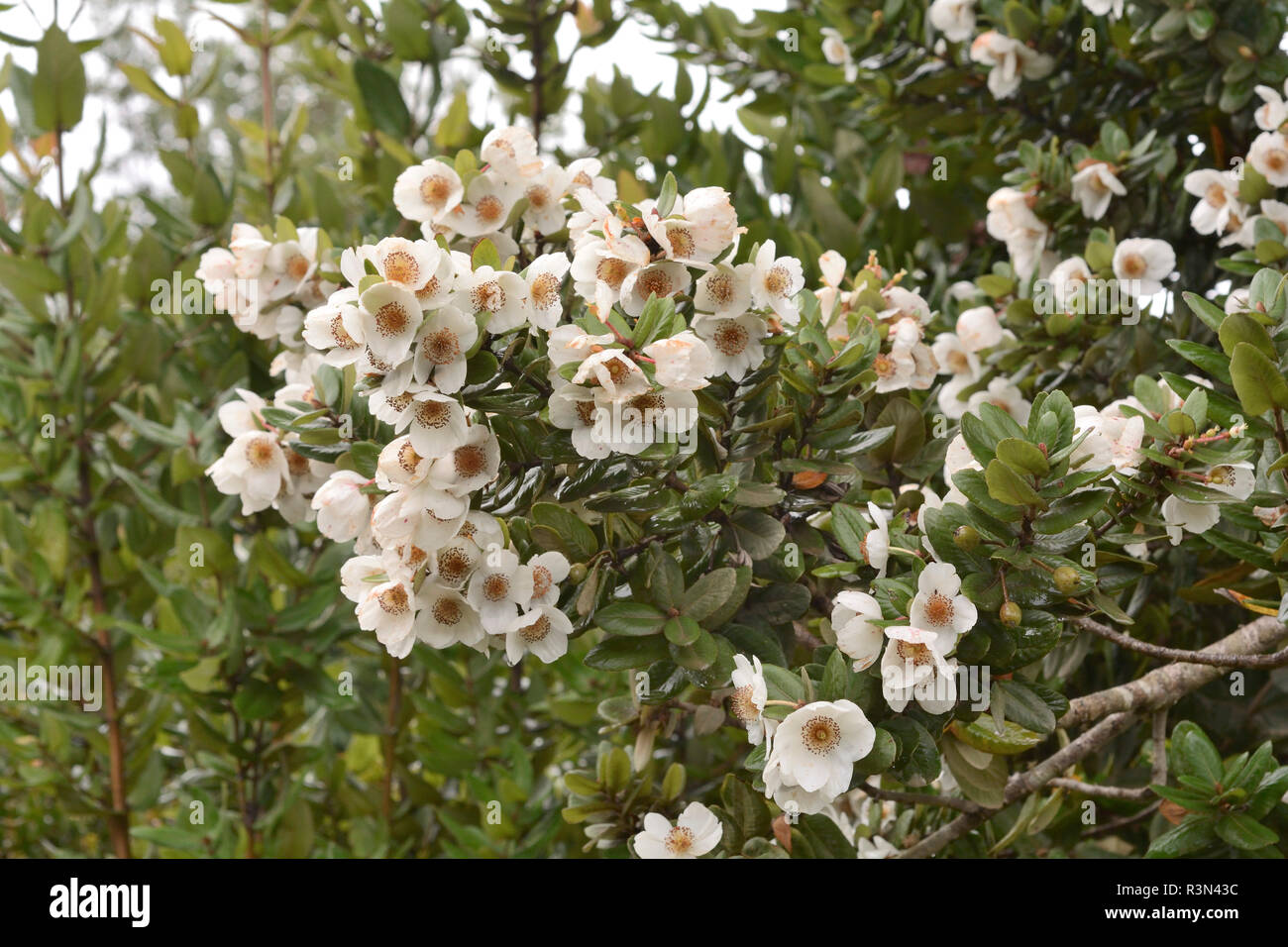 Flora de chile -Fotos und -Bildmaterial in hoher Auflösung – Alamy