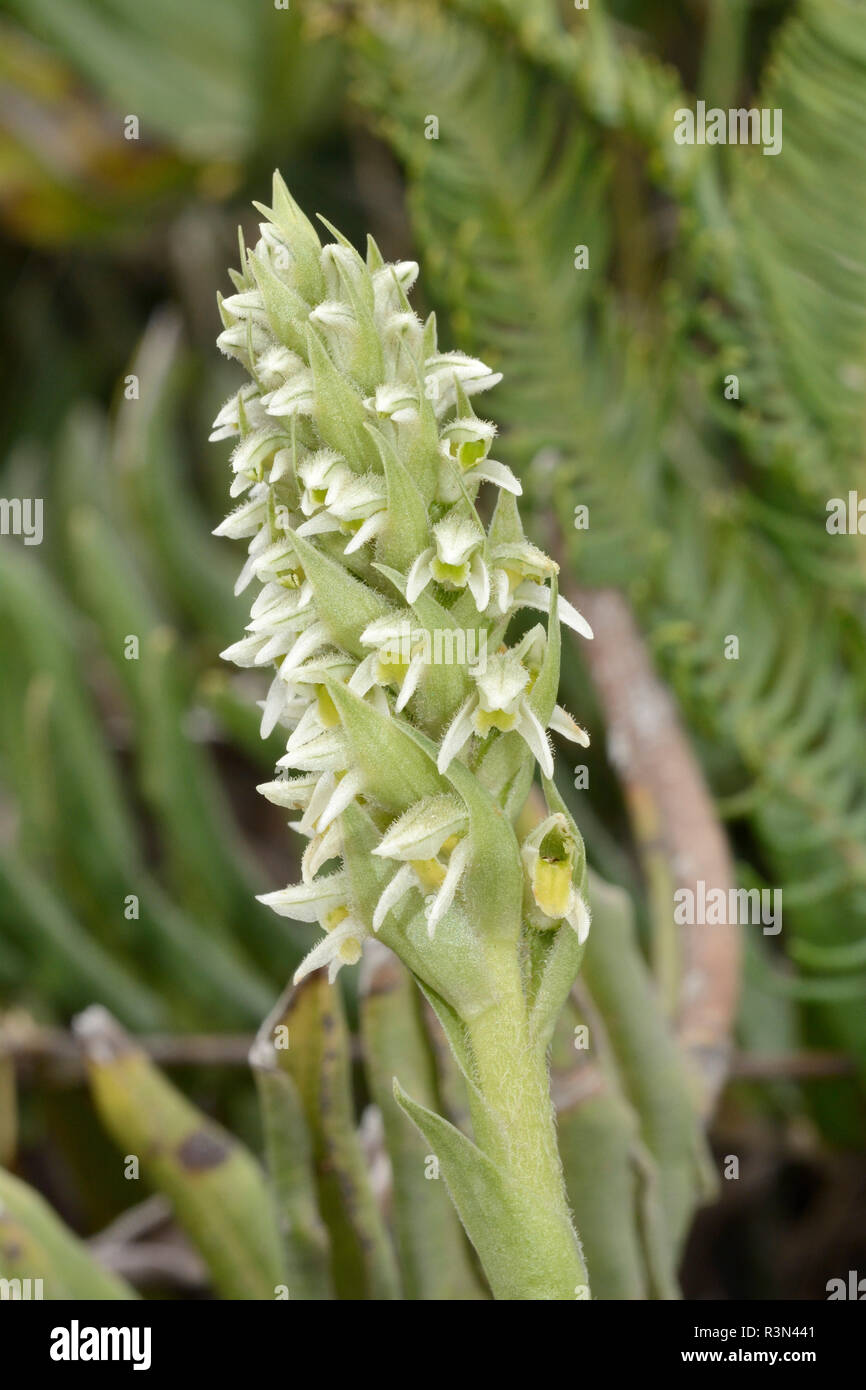 Orchidee brachystele unilateralis Fotos und Bildmaterial in hoher