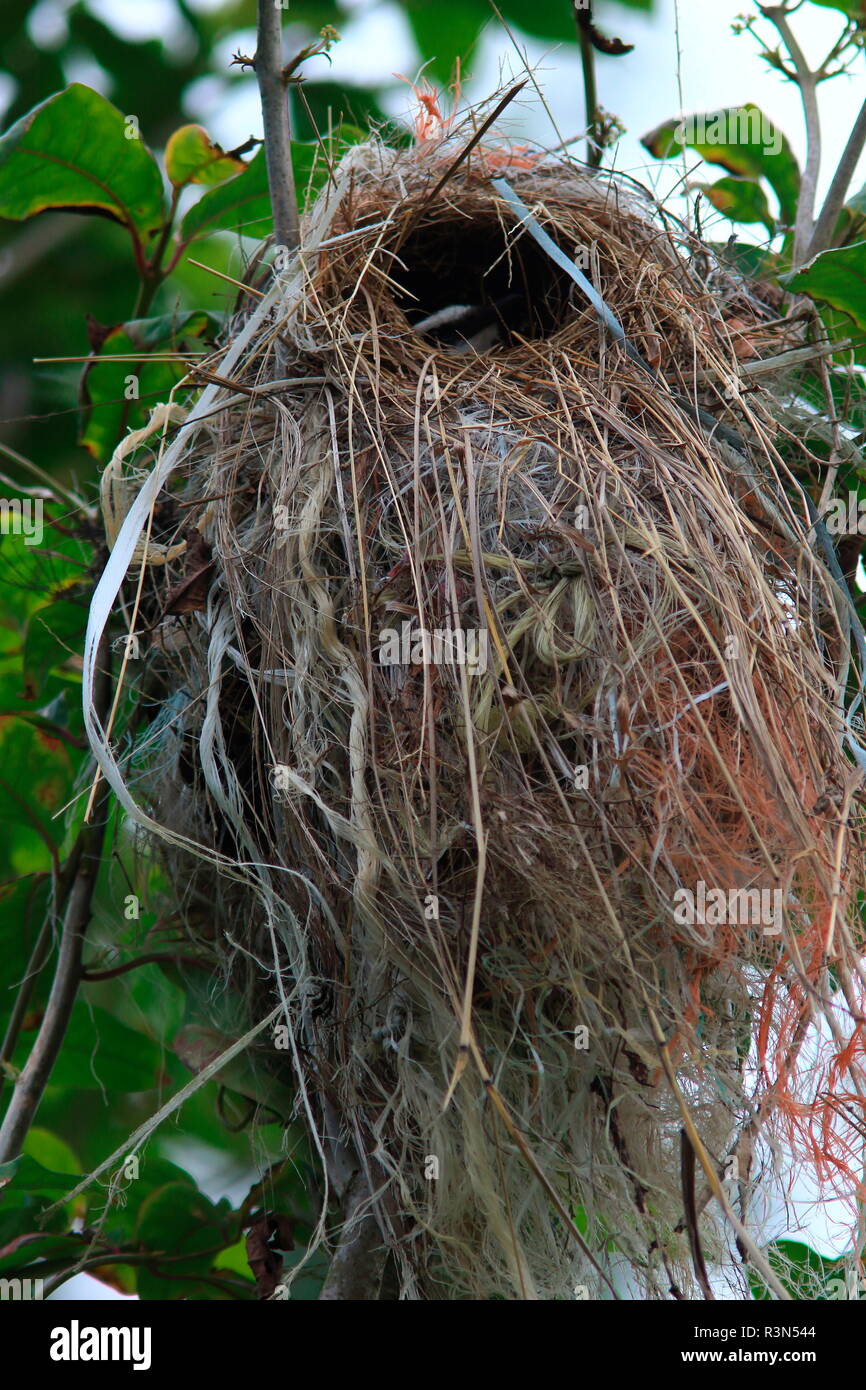 Tropical Kingbird (Tyrannus melancholicus) Nest, Costa Rica Stockfoto