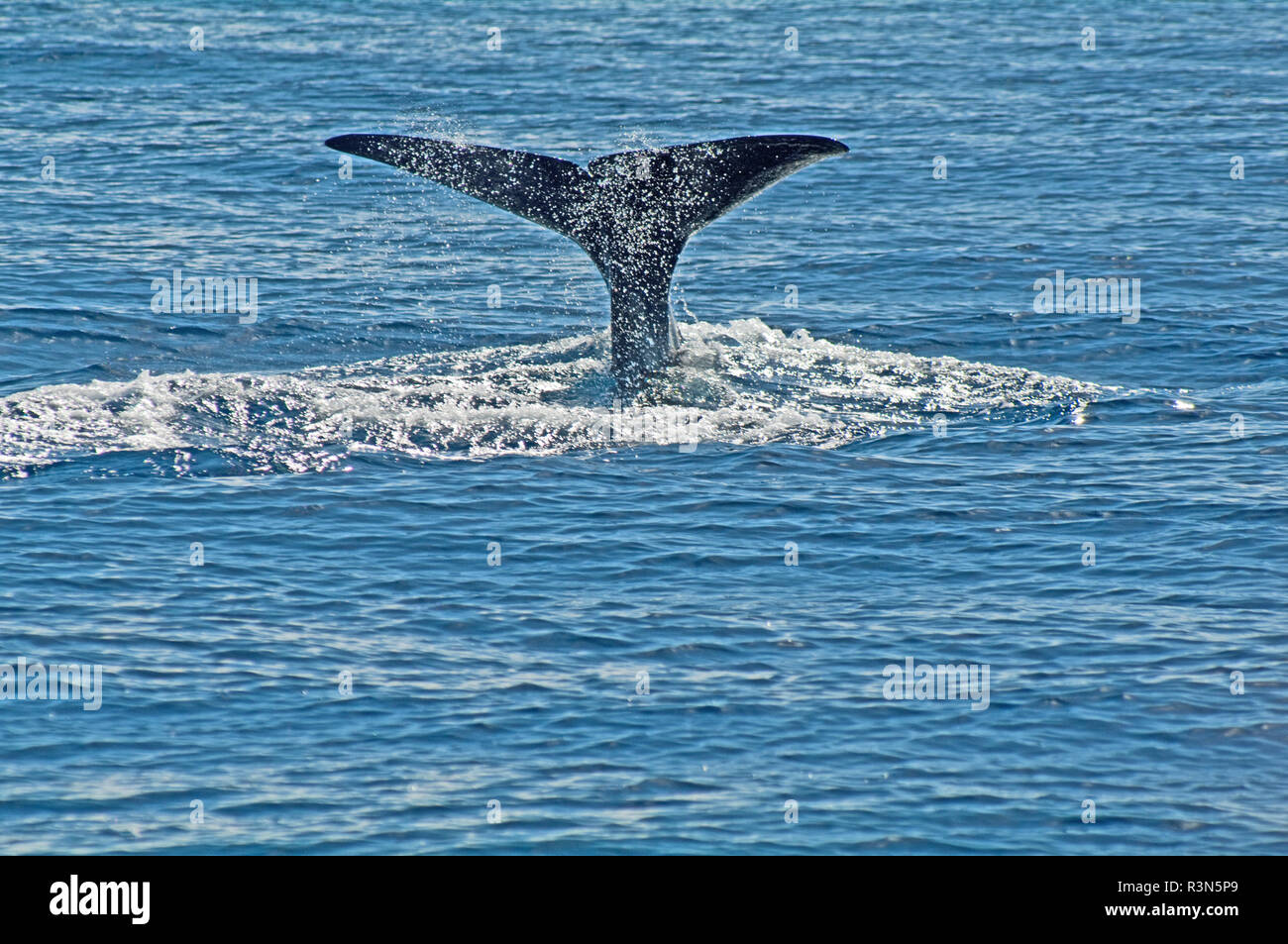 Dominica, Windward Island, Karibik, Westindien, Sperm Whale, Physeter macrocephalus, Schwanzflosse, Stockfoto