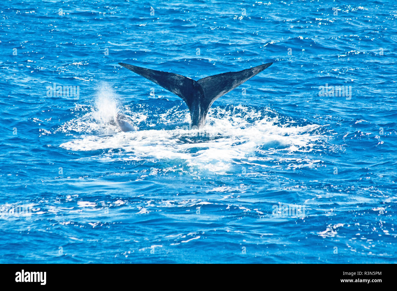 Dominica, Windward Island, Karibik, Westindien, Sperm Whale, Physeter macrocephalus, Schwanzflosse, Stockfoto