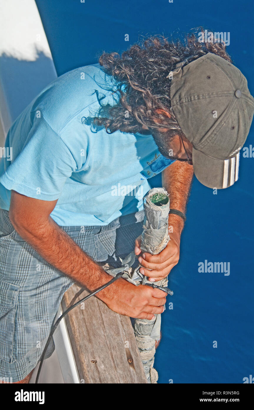 Dominica, Windward Island, Karibik, Westindien, Pottwal, mit Sonar auf Wale finden Stockfoto