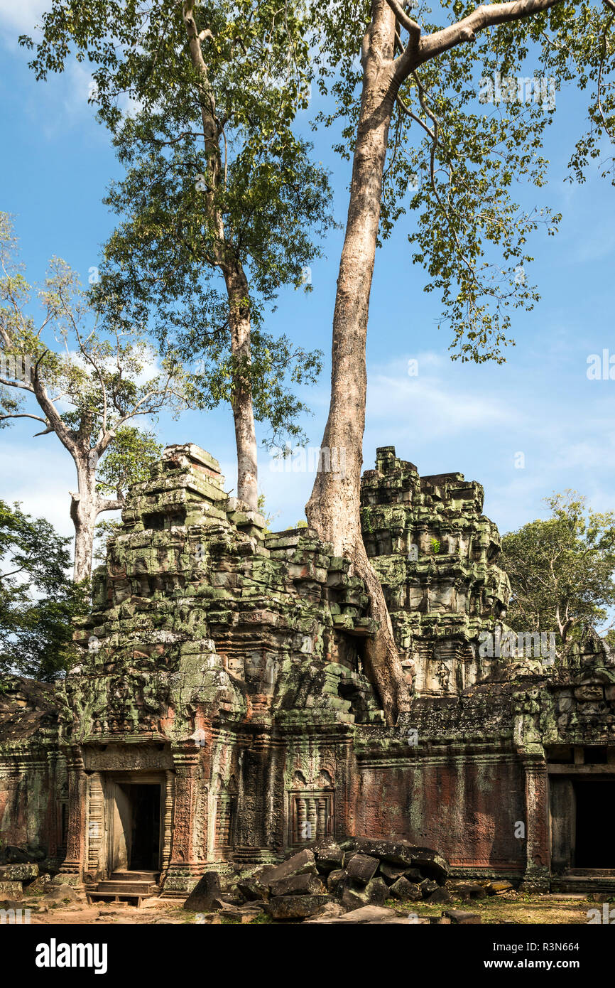 Siem Reap, Kambodscha. Riesige Bäume und Wurzeln überwuchern die alten Ruinen und Türme von Ta Prohm Tempel Stockfoto