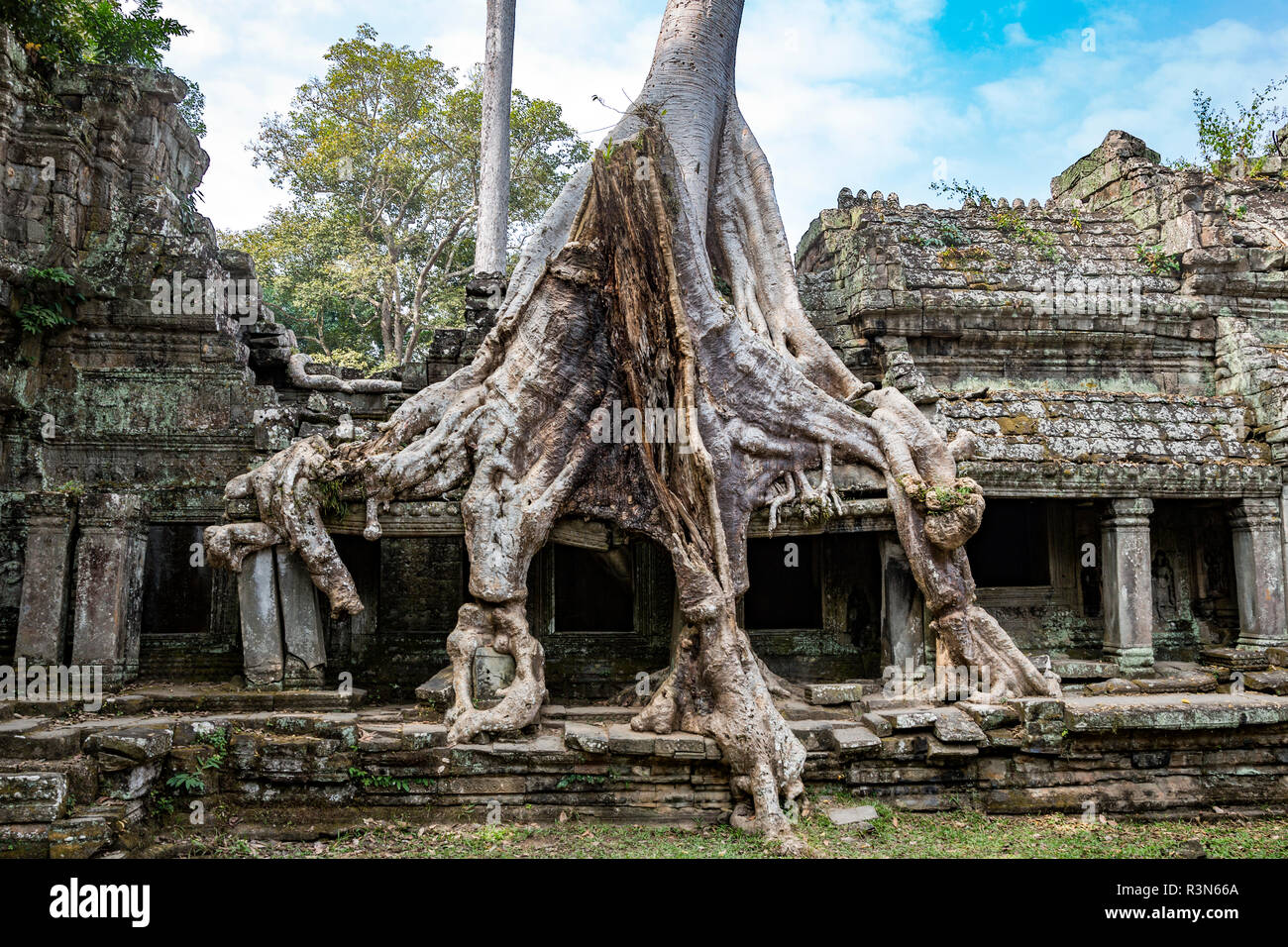 Siem Reap, Kambodscha. Riesige Bäume und Wurzeln überwuchern die alten Ruinen der Bayon Tempel von Preah Khan Stockfoto