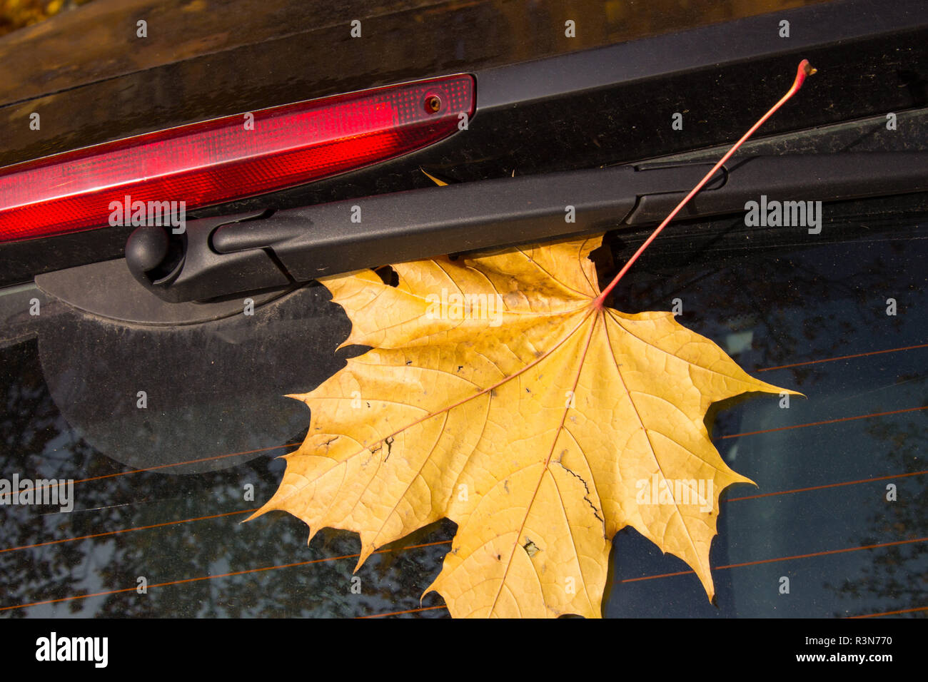 Herbst Blätter auf einem Auto Fenster Stockfoto