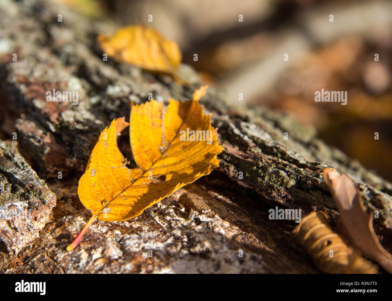 Herbst Blatt am Baum Stamm Stockfoto