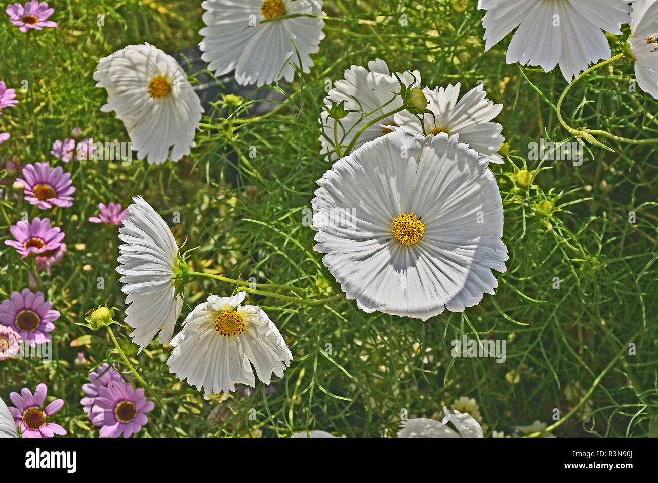Nahaufnahme einer Blüte Grenze mit blühenden Schmuckkörbchen 'Cupcakes White' Stockfoto
