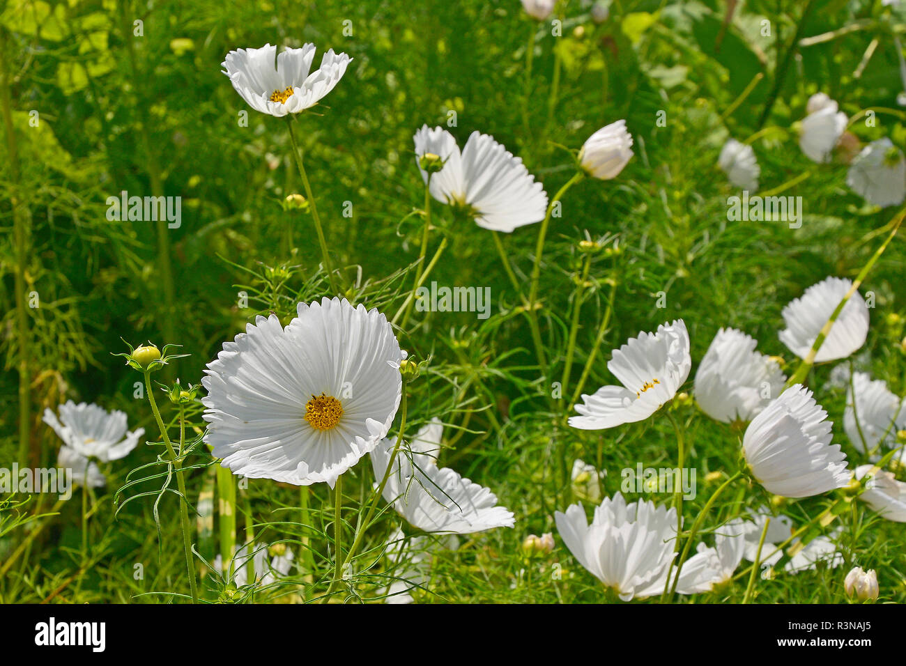 Nahaufnahme einer Blüte Grenze mit blühenden Schmuckkörbchen 'Cupcakes White' Stockfoto