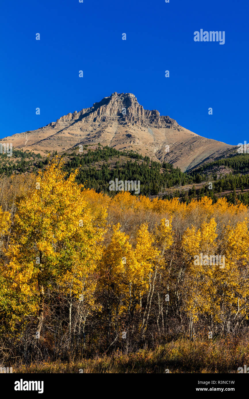 Herbst Aspen unter Mount Galwey in Waterton Lakes National Park, Alberta, Kanada Stockfoto