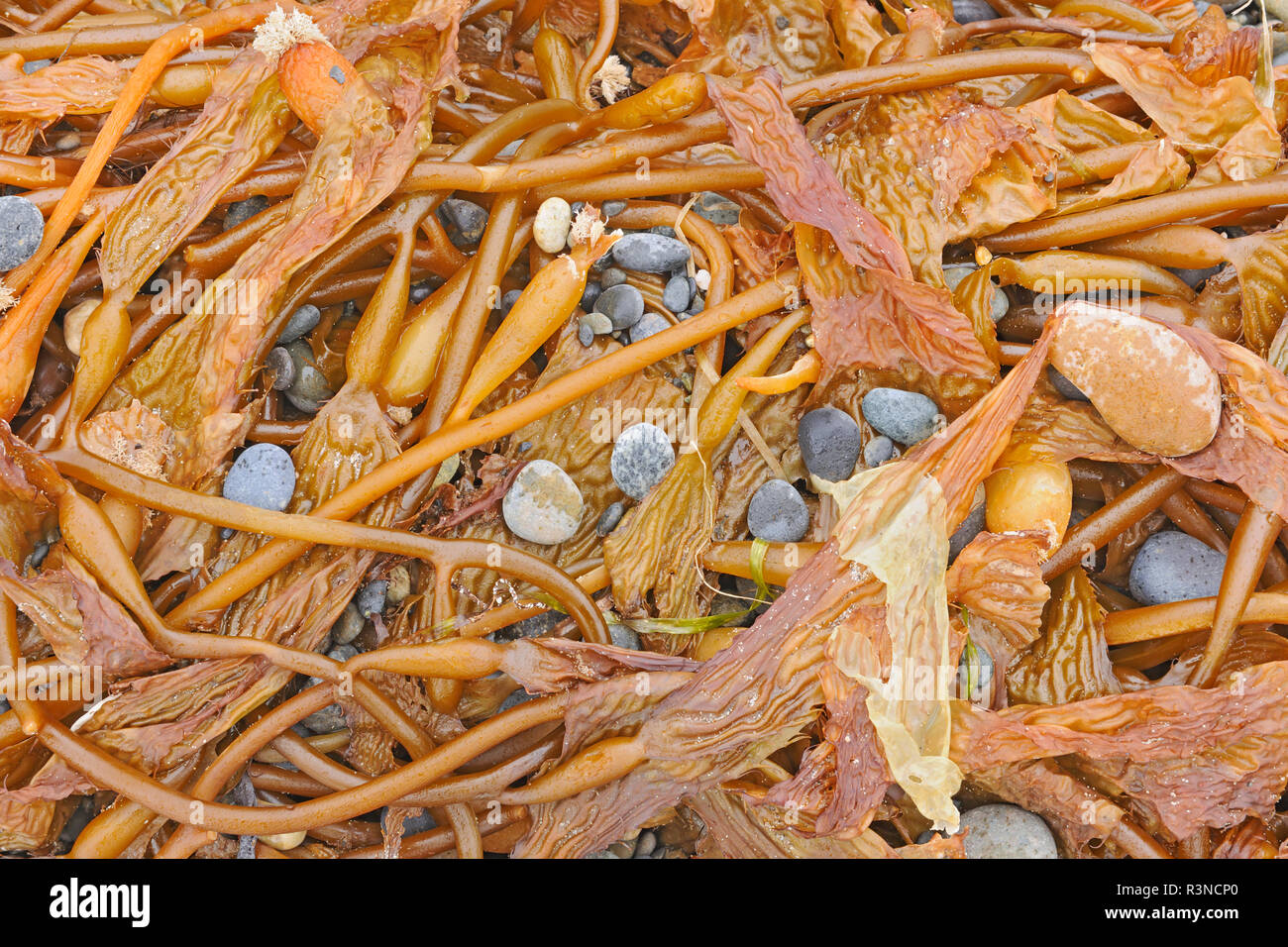 Kanada, British Columbia, Naikoon Provincial Park. Steine und Algen auf Agate Beach. Stockfoto