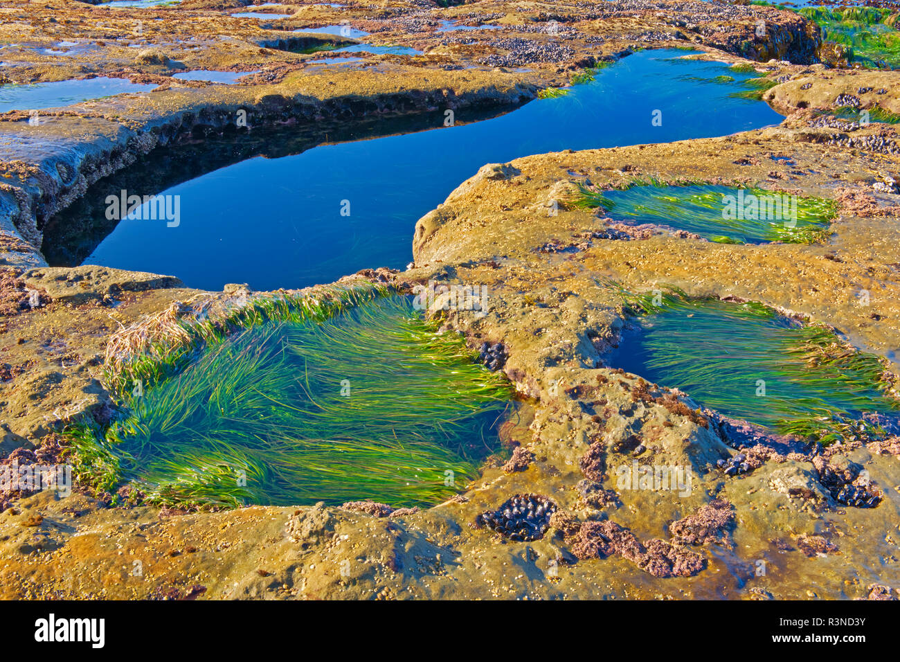 Kanada, British Columbia, Juan de Fuca Provincial Park. Tide Pools im Botanischen Strand. Stockfoto
