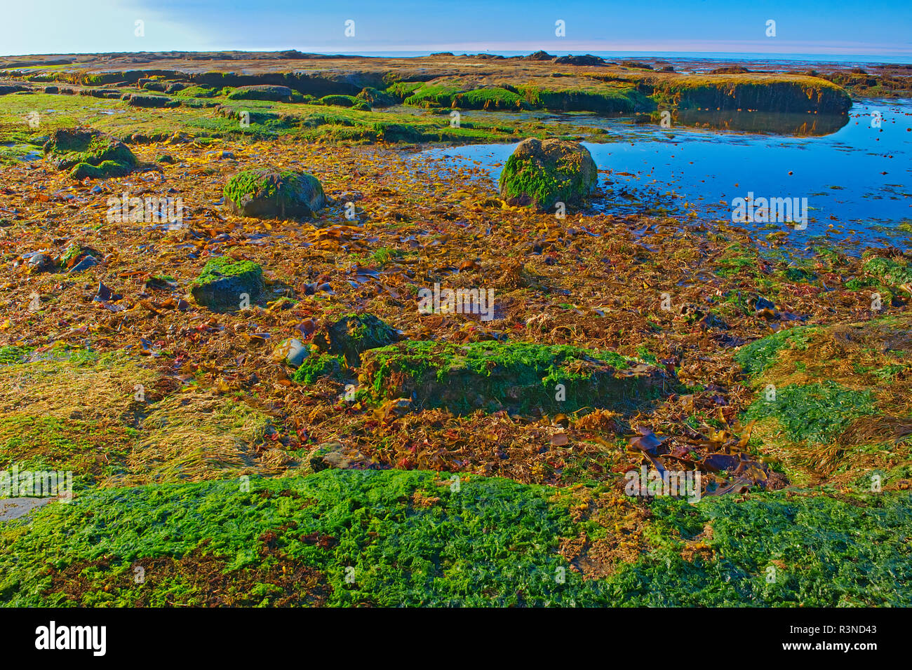 Kanada, British Columbia, Juan de Fuca Provincial Park. Tide pool an botanischen Strand. Stockfoto