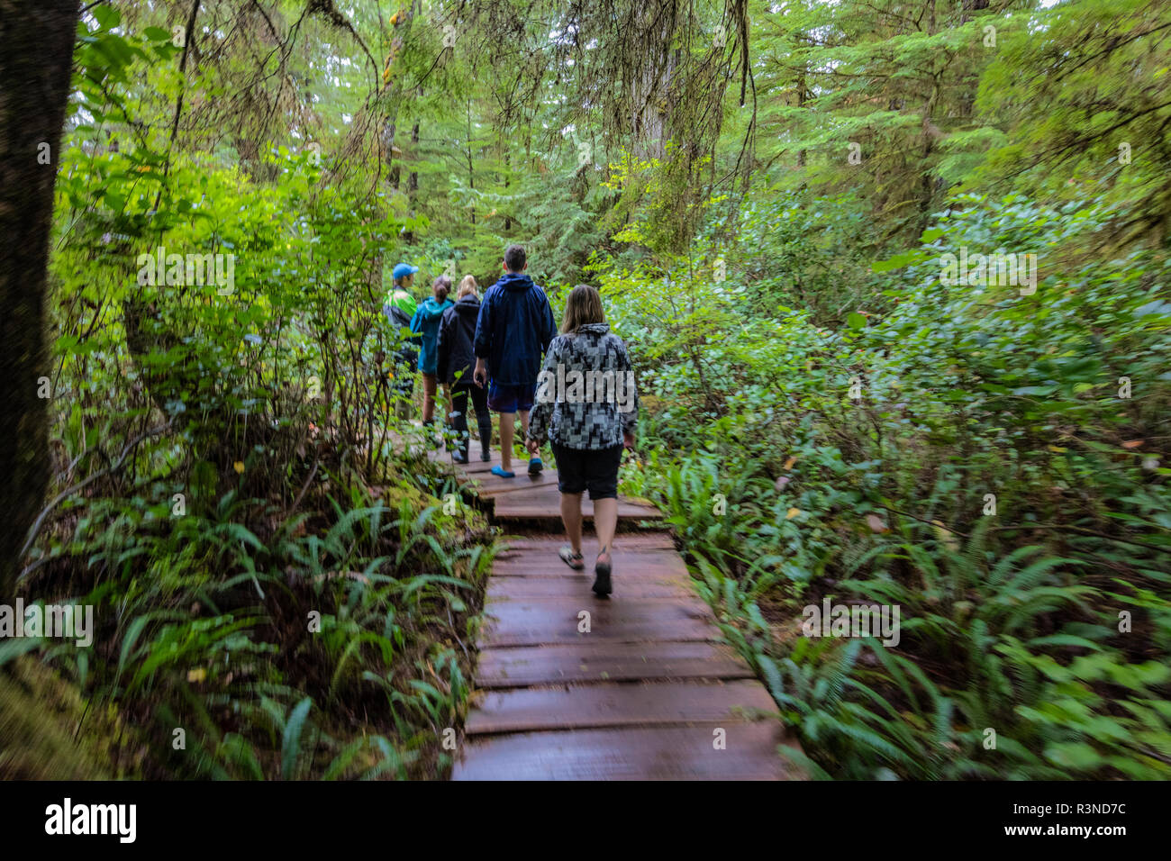 Wandern auf Cedar plank Boardwalk durch alte Wachstum Zedernwald auf Mearles Insel in der nähe von Tofino, British Columbia, Kanada (MR) Stockfoto