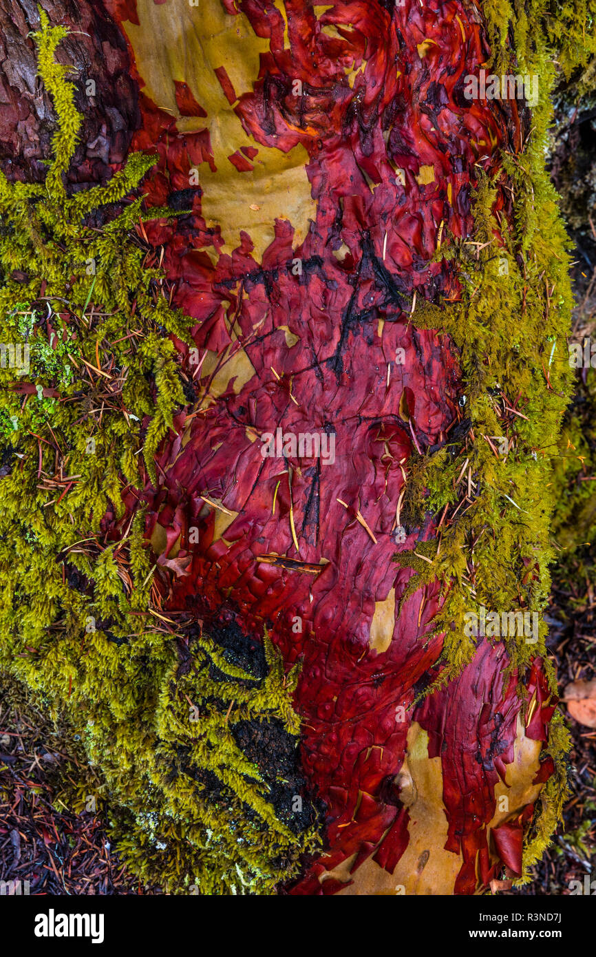 Farbenfrohe Rinde auf der Pacific madrone Baum auf Vancouver Island, British Columbia, Kanada Stockfoto