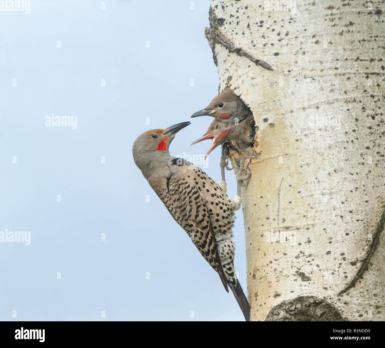 Kanada, British Columbia. Erwachsene männliche Northern Flicker (Colaptes auratus) am Nest Loch mit Küken. Stockfoto