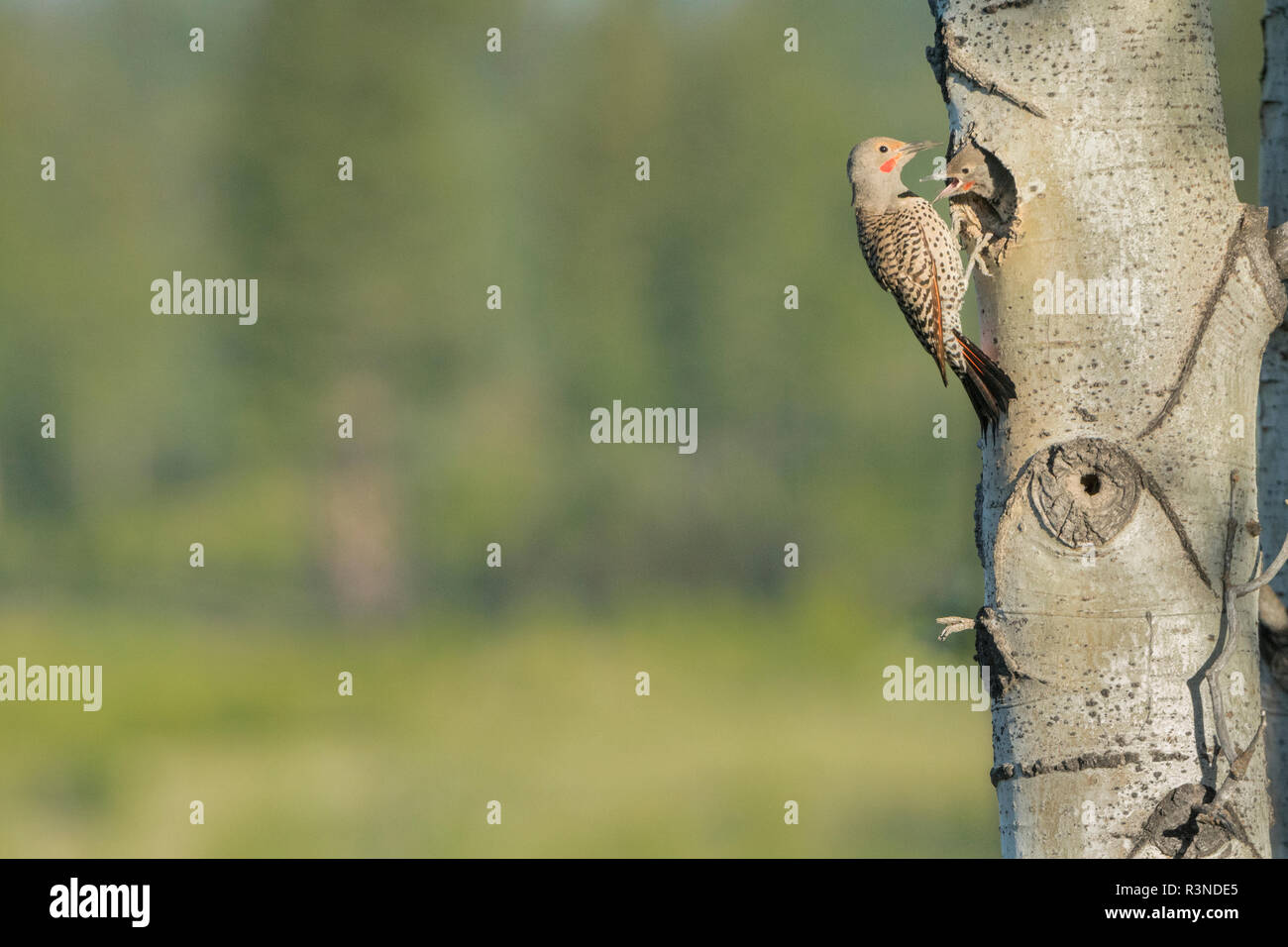 Kanada, British Columbia. Erwachsene männliche Northern Flicker (Colaptes auratus) Feeds bettelnde Küken im Nest hole. Stockfoto