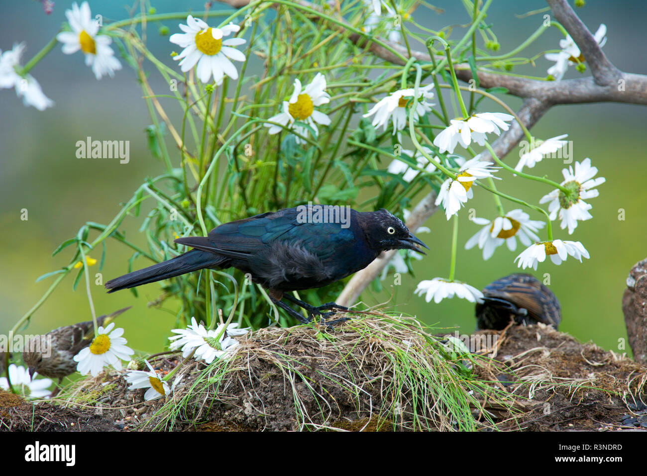 Die Brauerei, die Amsel (Euphagus cynocephalus) ist eine mittelgroße Neue Welt Blackbird, für seine schillernden Farben und Zucht zeigt bekannt. Stockfoto